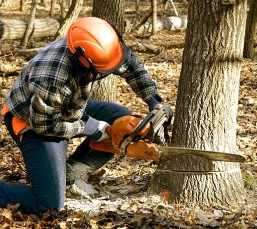 Tree Removal in Pompeys Pillar, MT
